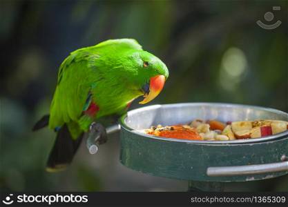 Male Indonesian Eclectus Parrot Feeding.