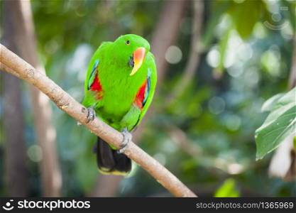 Male Indonesian Eclectus Parrot on a Tree Branch.