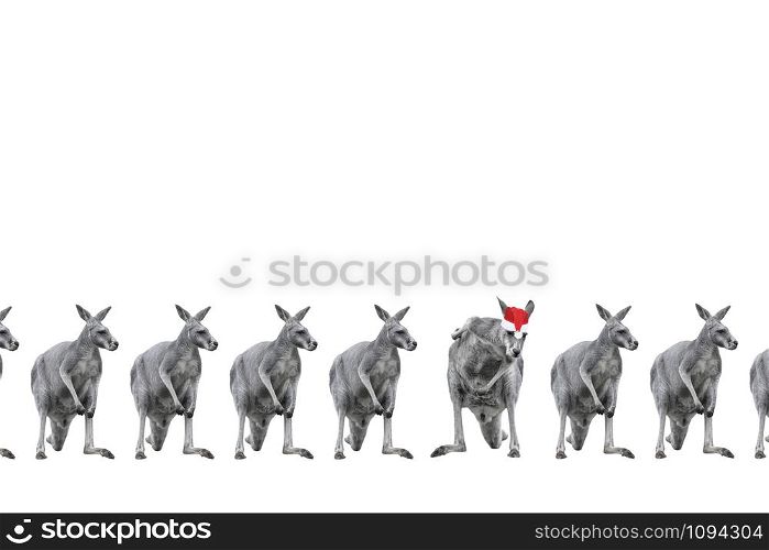 Male kangaroos in Christmas hats isolated on white background. Copy space. Pop art design creative concept. Standing out from crowd, individuality and difference concept.. Male kangaroos in Christmas hats isolated on white background. Copy space.