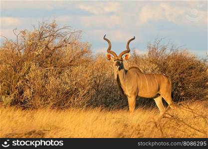 Male kudu antelope  Tragelaphus strepsiceros  in natural habitat, South Africa 