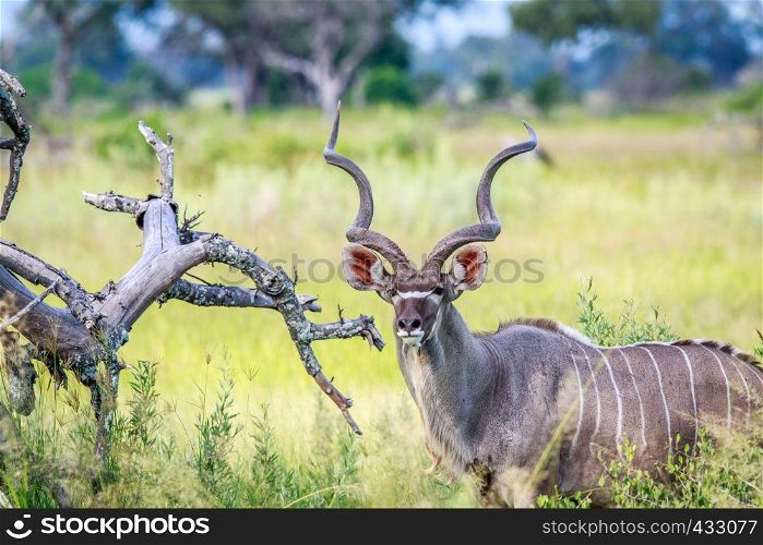 Male Kudu starring at the camera in the Okavango delta, Botswana.
