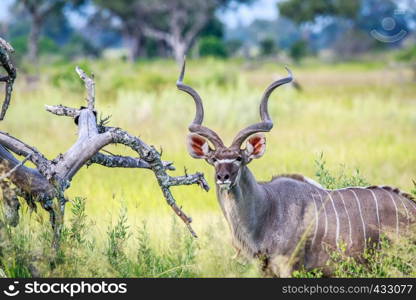 Male Kudu starring at the camera in the Okavango delta, Botswana.