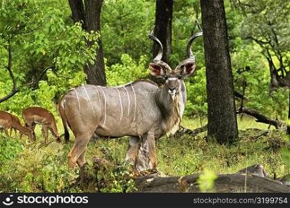 Male kudu (Tragelaphus strepsiceros) in a forest, Okavango Delta, Botswana