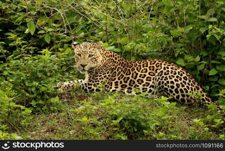 Male Leopard, Panthera Pardus , Bandipur National park Karnataka, India