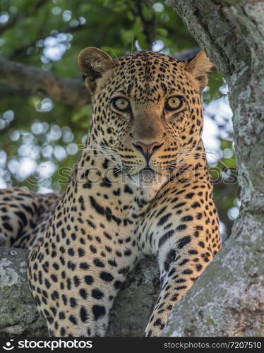 Male Leopard Portrait, Masai Mara, Africa