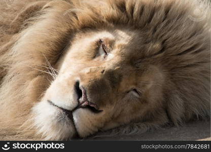 Male lion asleep in sun