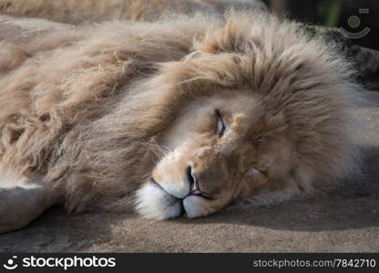 Male lion asleep in sun