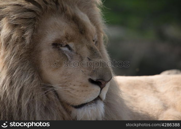 Male Lion, asleep in the sun