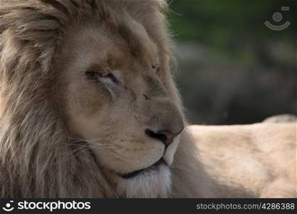 Male Lion, asleep in the sun
