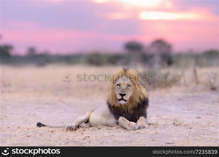 Male lion at sunset in the wilderness of Africa