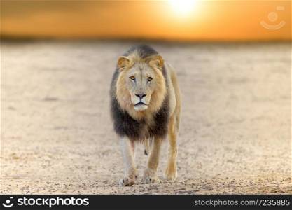 Male lion at sunset in the wilderness of Africa