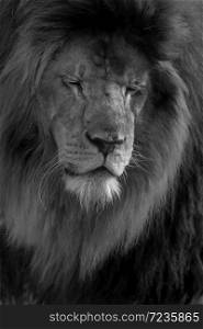 Male lion black and white