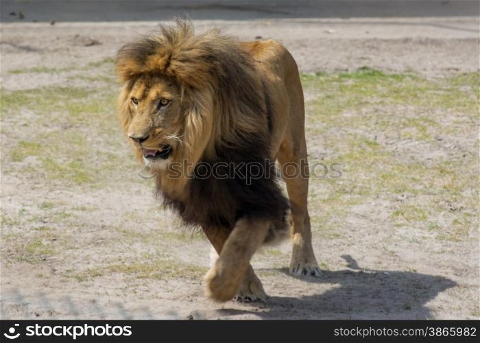 male lion charging