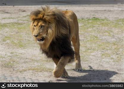 male lion charging