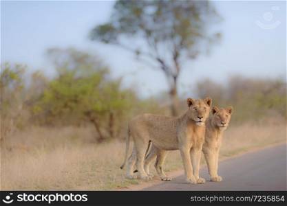 Male lion coalition in the wilderness