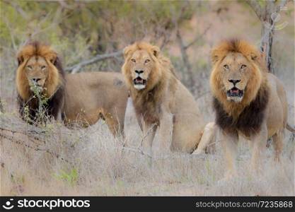 Male lion coalition in the wilderness
