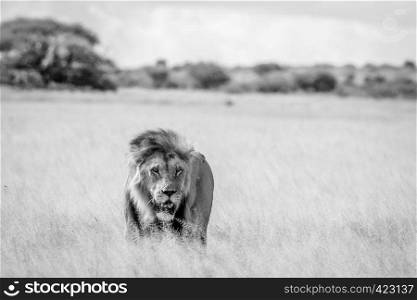 Male Lion in the high grass in black and white in the Central Khalahari, Botswana.