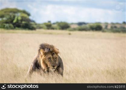 Male Lion in the high grass in the Central Khalahari, Botswana.