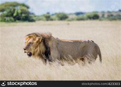 Male Lion in the high grass in the Central Khalahari, Botswana.