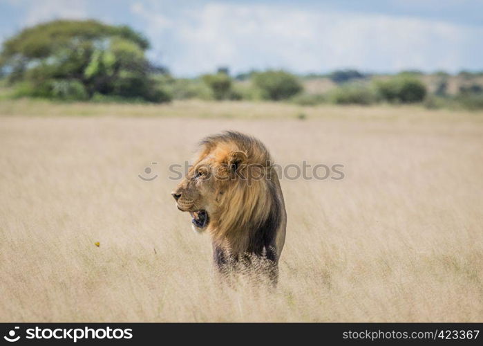 Male Lion in the high grass in the Central Khalahari, Botswana.