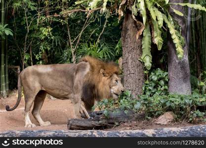 male lion in zoology