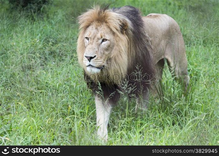 male lion one of the big 5 animals in africa