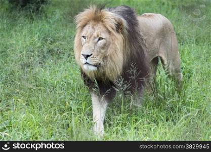 male lion one of the big 5 animals in africa