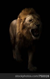 male lion (panthera leo) walking in dark background