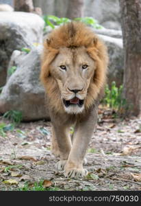 male lion (panthera leo) walking in zoo