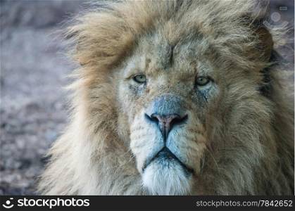 Male lion portrait, looking towards camera