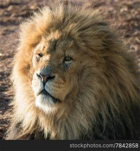Male lion portrait, looking towards camera