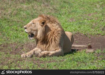 Male lion resting in the soft sun, which shows off his main very clearly.