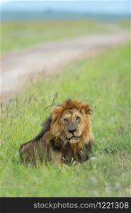 Male lion sitting next to safari track at Masaimara, Kenya, Africa