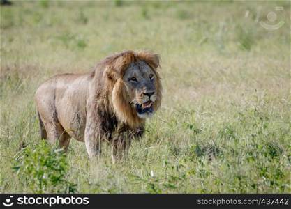 Male Lion walking in grass in the Chobe National Park, Botswana.