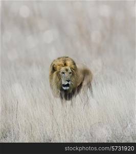 Male Lion Walking In The Grass