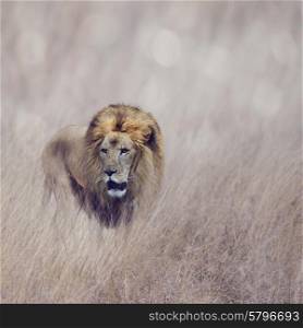 Male Lion Walking In The Grass