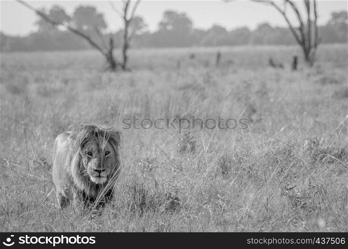 Male Lion walking towards the camera in black and white in the Chobe National Park, Botswana.