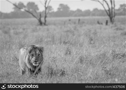 Male Lion walking towards the camera in black and white in the Chobe National Park, Botswana.