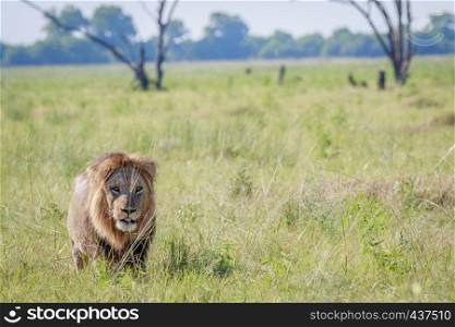 Male Lion walking towards the camera in the Chobe National Park, Botswana.