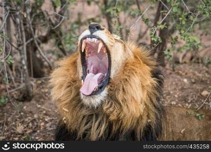Male Lion yawning in the Kapama game reserve, South Africa.