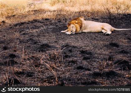Male lions lie peacefully in burned grass field of Serebgeti savanna forest - Tanzania African wildlife animal