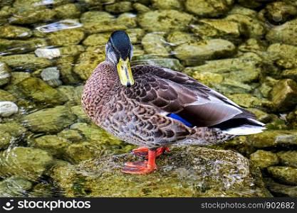 male mallard standing in the water on a rock facing the camera