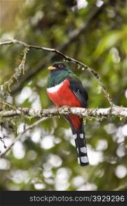 Male Masked Trogon (Trogon personatus) in the Mindo Cloud Forest at Pichincha in northern Ecuador.