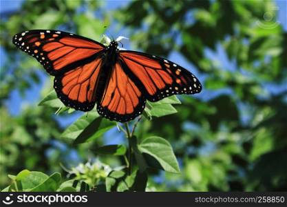 Male Monarch butterfly - Danaus plexippus