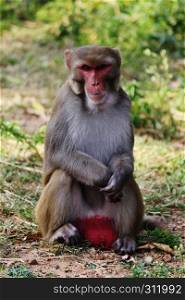 Male Monkey, Macaca mulatta-sp, Hyderabad, Telangana, India.. Male Monkey, Macaca mulatta-sp, Hyderabad, Telangana, India