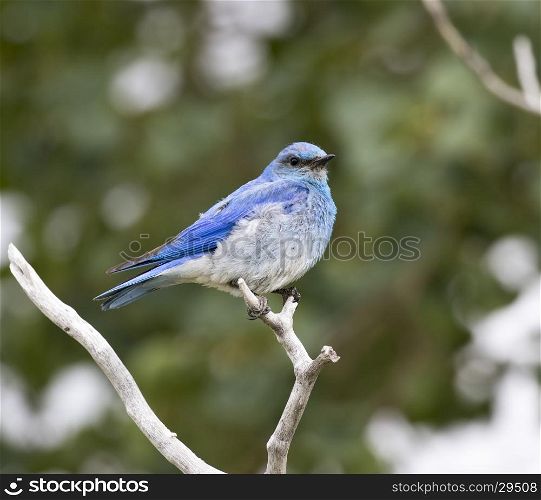 Male mountain bluebird sitting on a branch
