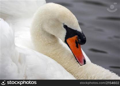 Male Mute Swan - Cygnus olor