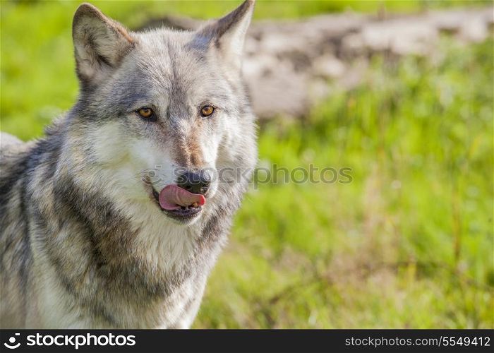 Male North American Gray Wolf, Canis Lupus, licking his lips