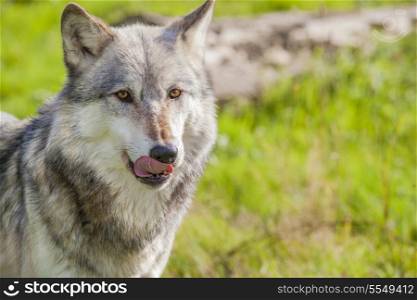 Male North American Gray Wolf, Canis Lupus, licking his lips
