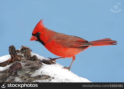 Male Northern Cardinal